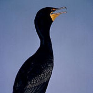 Meet your Posher, Perry